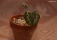 Cyclamen_coum_01-11-2.jpg