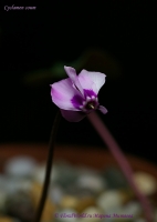 Имя файла=Cyclamen_coum_01_12-1.jpg
Размер файла=78КБ
Размеры=640x900
Дата=Июль 01, 2012 Cyclamen_coum_01_12-1.jpg