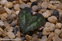 Cyclamen_cyprium_09_12-3.jpg