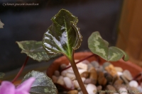 Cyclamen_graecum_anatolicum_12_11-1.jpg