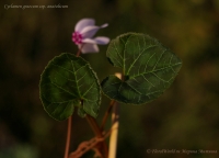 Cyclamen_graecum_anatolicum_RP_09_12-3.jpg