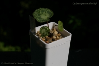 Имя файла=Cyclamen_graecum_silver_leaf_09_12-2.jpg
Размер файла=88КБ
Размеры=1000x665
Дата=Сент 06, 2012 Cyclamen_graecum_silver_leaf_09_12-2.jpg
