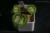 Имя файла=Cyclamen_graecum_ssp_candicum_09_12-2.jpg
Размер файла=141КБ
Размеры=1000x665
Дата=Сент 07, 2012 Cyclamen_graecum_ssp_candicum_09_12-2.jpg