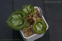 Имя файла=Cyclamen_graecum_ssp_candicum_09_12-3.jpg
Размер файла=186КБ
Размеры=1000x665
Дата=Сент 07, 2012 Cyclamen_graecum_ssp_candicum_09_12-3.jpg