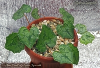 Cyclamen_hederifolium_02_13-1.jpg