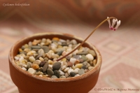 Имя файла=Cyclamen_hederifolium_11_10-1.jpg
Размер файла=148КБ
Размеры=1000x665
Дата=Нояб 14, 2010 Cyclamen_hederifolium_11_10-1.jpg