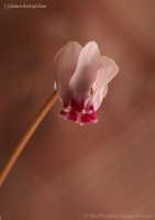 Cyclamen_hederifolium_11_10-3.jpg