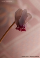 Cyclamen_hederifolium_11_10-4.jpg