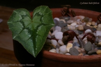 Имя файла=Cyclamen_hederifolium_12_11-2.jpg
Размер файла=170КБ
Размеры=1000x665
Дата=Дек 12, 2011 Cyclamen_hederifolium_12_11-2.jpg
