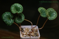 Имя файла=Cyclamen_mirabile_White_01_12.jpg
Размер файла=158КБ
Размеры=1000x665
Дата=Июль 01, 2012 Cyclamen_mirabile_White_01_12.jpg