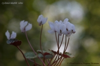 Cyclamen_mirabile_white_07_12-1.jpg