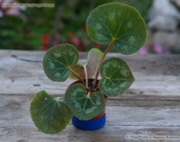 Cyclamen_persicum_Roccoko_09_6-5.jpg