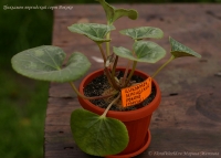 Имя файла=Cyclamen_persicum_Roccoko_09_6-6.jpg
Размер файла=183КБ
Размеры=1000x716
Дата=Сент 28, 2009 Cyclamen_persicum_Roccoko_09_6-6.jpg