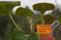 Имя файла=Cyclamen_persicum_Roccoko_09_6-7.jpg
Размер файла=164КБ
Размеры=1000x665
Дата=Сент 28, 2009 Cyclamen_persicum_Roccoko_09_6-7.jpg