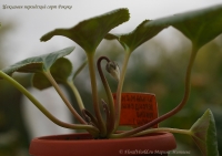 Имя файла=Cyclamen_persicum_Roccoko_09_6-8.jpg
Размер файла=146КБ
Размеры=1000x705
Дата=Сент 28, 2009 Cyclamen_persicum_Roccoko_09_6-8.jpg