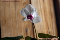 Имя файла=Cyclamen_persicum_Roccoko_09_7-1.jpg
Размер файла=192КБ
Размеры=1000x665
Дата=Окт 15, 2009 Cyclamen_persicum_Roccoko_09_7-1.jpg