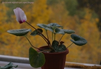 Cyclamen_persicum_Roccoko_09_7-2.jpg