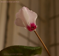 Cyclamen_persicum_Roccoko_09_7-3.jpg