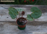 Имя файла=Cyclamen_persicum_Roccoko_09_8-5.jpg
Размер файла=53КБ
Размеры=1000x728
Дата=Авг 14, 2009 Cyclamen_persicum_Roccoko_09_8-5.jpg