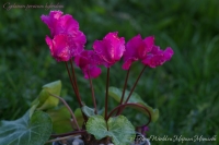 Cyclamen_persicum_hybridum_05_13-2.jpg