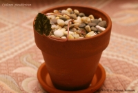 Имя файла=Cyclamen_pseudibericum_11_10-1.jpg
Размер файла=176КБ
Размеры=1000x678
Дата=Нояб 14, 2010 Cyclamen_pseudibericum_11_10-1.jpg