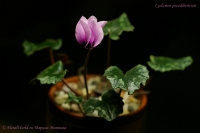 Cyclamen_pseudibericum_12_11-1.jpg