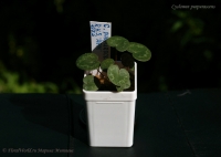 Имя файла=Cyclamen_purpurascens_AGM_09_12-1.jpg
Размер файла=106КБ
Размеры=1000x710
Дата=Сент 06, 2012 Cyclamen_purpurascens_AGM_09_12-1.jpg