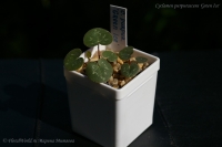 Имя файла=Cyclamen_purpurascens_Green_Ice__09_12-1.jpg
Размер файла=88КБ
Размеры=1000x665
Дата=Сент 07, 2012 Cyclamen_purpurascens_Green_Ice__09_12-1.jpg