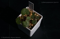 Имя файла=Cyclamen_purpurascens_Green_Ice__09_12-2.jpg
Размер файла=121КБ
Размеры=1000x665
Дата=Сент 07, 2012 Cyclamen_purpurascens_Green_Ice__09_12-2.jpg