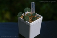 Имя файла=Cyclamen_purpurascens_Green_Ice__09_12-3.jpg
Размер файла=123КБ
Размеры=1000x665
Дата=Сент 07, 2012 Cyclamen_purpurascens_Green_Ice__09_12-3.jpg