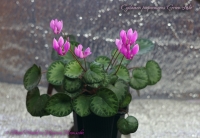 Cyclamen_purpurascens_Green_Lake_02_13-1.jpg