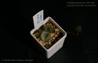 Имя файла=Cyclamen_purpurascens_silver_leaf_09_12-2.jpg
Размер файла=104КБ
Размеры=1000x650
Дата=Сент 07, 2012 Cyclamen_purpurascens_silver_leaf_09_12-2.jpg