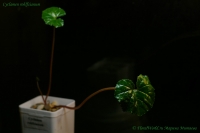 Cyclamen_rohlfsianum_01_12-4.jpg