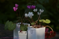 Cyclamen_sp_07_12-2.jpg