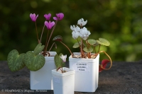 Cyclamen_sp_07_12-4.jpg