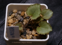 Cyclamen_sp_09_12-3~0.jpg