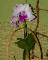 Имя файла=Dendrobium_Anucha_Flare_2_4.jpg
Размер файла=390КБ
Размеры=801x1000
Дата=Апр 01, 2009 Dendrobium_Anucha_Flare_2_4.jpg