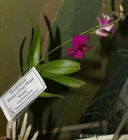 Имя файла=Dendrobium_Hirota_x_Chao_Phaya_1-1.jpg
Размер файла=131КБ
Размеры=705x769
Дата=Март 29, 2008 Dendrobium_Hirota_x_Chao_Phaya_1-1.jpg