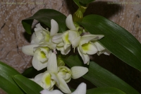 Dendrobium_Starclass_18_10_08-1-1.jpg