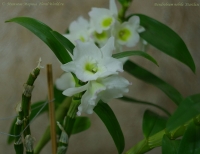 Имя файла=Dendrobium_Starclass_18_10_08-1-2.jpg
Размер файла=76КБ
Размеры=1000x772
Дата=Окт 19, 2008 Dendrobium_Starclass_18_10_08-1-2.jpg