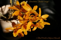 Dendrobium_Stardust_03_13-3.jpg