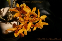 Dendrobium_Stardust_03_13-4.jpg