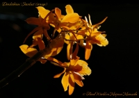 Dendrobium_Stardust_03_13-7.jpg