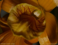 Имя файла=Dendrobium_Stardust_17_10_08_1-5.jpg
Размер файла=153КБ
Размеры=1000x786
Дата=Окт 17, 2008 Dendrobium_Stardust_17_10_08_1-5.jpg