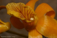 Dendrobium_Stardust_17_10_08_1-6.jpg