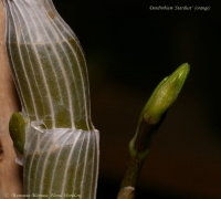 Dendrobium_Stardust_29_09_08-1-1.jpg