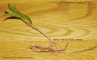 Имя файла=Dendrobium_christyanum-4.jpg
Размер файла=338КБ
Размеры=1000x621
Дата=Сент 11, 2011 Dendrobium_christyanum-4.jpg