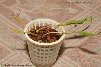 Dendrobium_christyanum-5.jpg