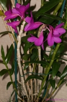 Dendrobium_glomeratum_1-1.jpg