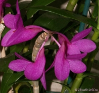 Dendrobium_glomeratum_1-3.jpg